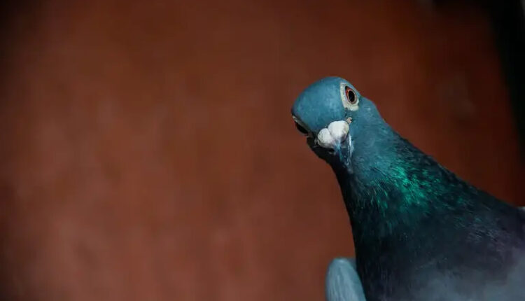 Pigeons solve problems similar to artificial intelligence