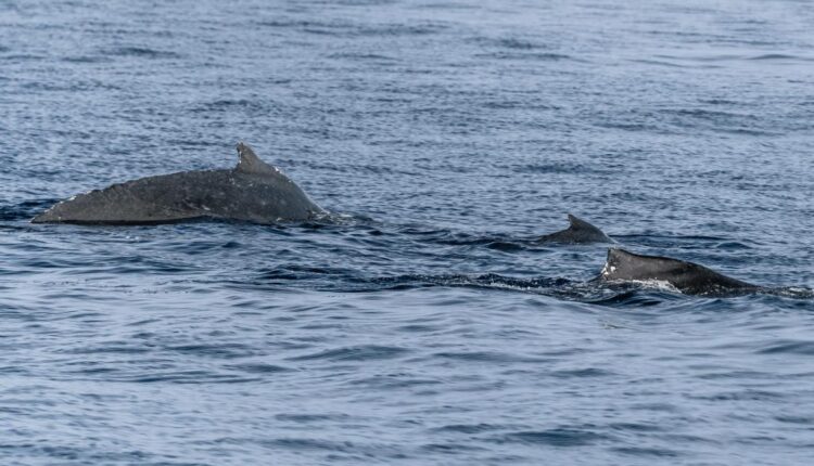 Two humpback whales in Kona waters instantly identified using app with artificial intelligence