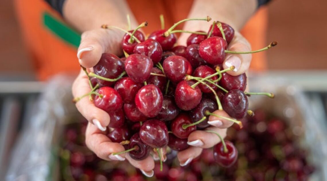 Artificial Intelligence For Cherry Packing