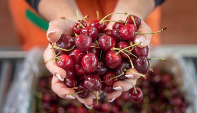 Artificial Intelligence For Cherry Packing